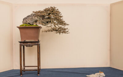 Arte del Bonsai: origini storiche e significato culturale